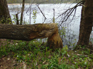 drzewo powalone przez bobry